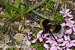 Heide-Erdhummel (Bombus cryptarum) auf Kalk-Polsternelke (Silene acaulis) (C307108)