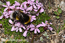 Heide-Erdhummel (Bombus cryptarum) auf Kalk-Polsternelke (Silene acaulis) (C307109)