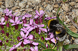 Heide-Erdhummel (Bombus cryptarum) auf Kalk-Polsternelke (Silene acaulis) (C307111)