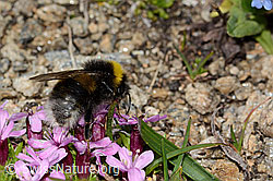 C307112: Heide-Erdhummel (Bombus cryptarum) auf Kalk-Polsternelke (Silene acaulis)