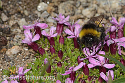 C307113: Heide-Erdhummel (Bombus cryptarum) auf Kalk-Polsternelke (Silene acaulis)