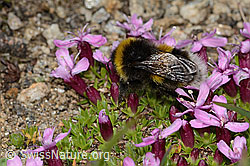 C307114: Heide-Erdhummel (Bombus cryptarum) auf Kalk-Polsternelke (Silene acaulis)
