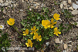 Berg-Hahnenfuss (Ranunculus montanus) (08.2024, C307118)