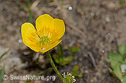 Berg-Hahnenfuss (Ranunculus montanus) (08.2024, C307120)
