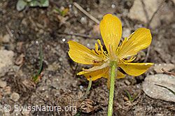 Ranunculus montanus (C307122)