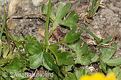 Ranunculus montanus (C307123)