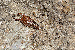 Zweipunkt-Ohrwurm (Anechura bipunctata) (08.2024, C307128)
