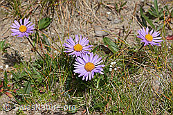 Alpen-Aster (Aster alpinus) (08.2024, C307130)