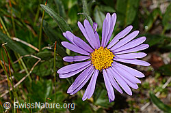 Alpen-Aster (Aster alpinus) (08.2024, C307132)