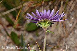 Aster alpinus (C307136)