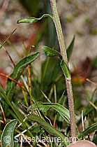 Aster alpinus (C307137)