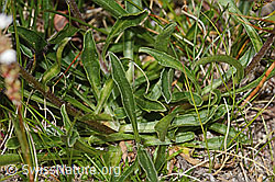 Aster alpinus (C307138)