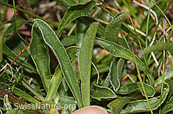 Aster alpinus (C307139)