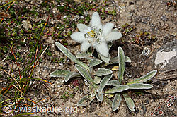 Edelweiss (Leontopodium alpinum) (08.2024, C307152)