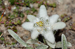 Edelweiss (Leontopodium alpinum) (08.2024, C307153)