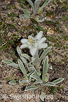 Edelweiss (Leontopodium alpinum) (C307156)