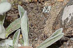 Edelweiss (Leontopodium alpinum) (C307158)