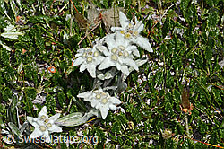 Edelweiss (Leontopodium alpinum) (C307161)