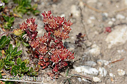 Dunkler Mauerpfeffer (Sedum atratum) (08.2024, C307163)