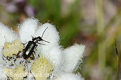 Dasytes obscurus (Wollhaarkäfer) auf Edelweiss (Leontopodium alpinum) (C307166)