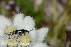 Dasytes obscurus (Wollhaarkäfer) auf Edelweiss (Leontopodium alpinum) (C307167)