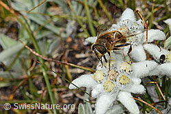 Eristalis tenax on Leontopodium alpinum (C307172)