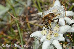 Eristalis tenax on Leontopodium alpinum (C307173)
