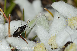 Dasytes obscurus (Wollhaarkäfer) auf Edelweiss (Leontopodium alpinum) (C307175)