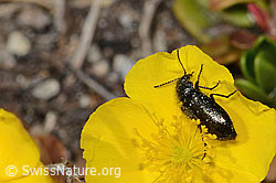 Dasytes obscurus on Helianthemum alpestre (C307197) Dasytes obscurus on Helianthemum alpestre (C307197)