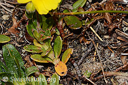 Alpen-Sonnenröschen (Helianthemum alpestre) (08.2024, C307201)