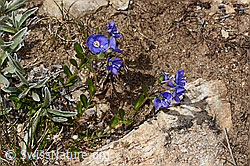 Felsen-Ehrenpreis (Veronica fruticans) (C307225) Felsen-Ehrenpreis (Veronica fruticans) (C307225)