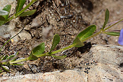Felsen-Ehrenpreis (Veronica fruticans) (C307232) Felsen-Ehrenpreis (Veronica fruticans) (C307232)