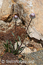 Erigeron uniflorus (C307238)