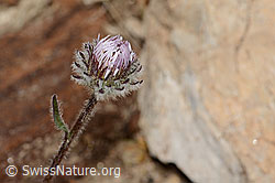 Erigeron uniflorus (C307247)