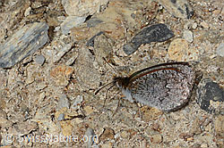 Schweizer Schillernder Mohrenfalter (Erebia tyndarus) (C307255) Schweizer Schillernder Mohrenfalter (Erebia tyndarus) (C307255)