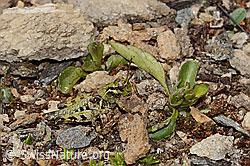 Nordische Gebirgsschrecke (Bohemanella frigida) (C307267) Nordische Gebirgsschrecke (Bohemanella frigida) (C307267)