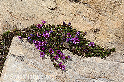 Gegenblättriger Steinbrech (Saxifraga oppositifolia) (C307280)