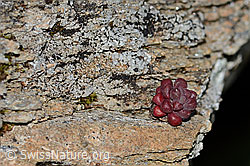 Dunkler Mauerpfeffer (Sedum atratum) (31.08.2024, C312752)