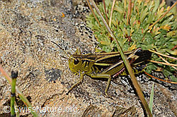 Grosse Höckerschrecke (Arcyptera fusca) (31.08.2024, C312798)