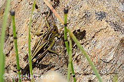 Photo: Arcyptera fusca