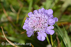 Glänzende Skabiose (Scabiosa lucida) (C312845) Glänzende Skabiose (Scabiosa lucida) (C312845)