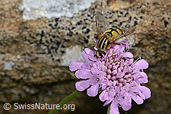 Grosse Sumpfschwebfliege (Helophilus trivittatus) auf Glänzender Skabiose (Scabiosa lucida) bitte Bemerkung ansehen (C312846) Grosse Sumpfschwebfliege (Helophilus trivittatus) auf Glänzender Skabiose (Scabiosa lucida) bitte Bemerkung ansehen (C312846)