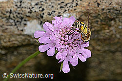 Grosse Sumpfschwebfliege (Helophilus trivittatus) auf Glänzender Skabiose (Scabiosa lucida) (C312848) Grosse Sumpfschwebfliege (Helophilus trivittatus) auf Glänzender Skabiose (Scabiosa lucida) (C312848)
