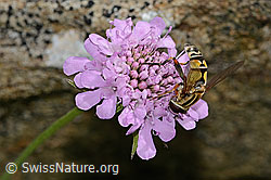 Grosse Sumpfschwebfliege (Helophilus trivittatus) auf Glänzender Skabiose (Scabiosa lucida) (C312849) Grosse Sumpfschwebfliege (Helophilus trivittatus) auf Glänzender Skabiose (Scabiosa lucida) (C312849)