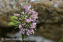 Glänzende Skabiose (Scabiosa lucida) (C312852) Glänzende Skabiose (Scabiosa lucida) (C312852)