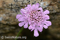 Glänzende Skabiose (Scabiosa lucida) (C312853) Glänzende Skabiose (Scabiosa lucida) (C312853)