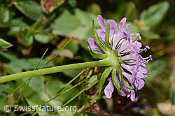Glänzende Skabiose (Scabiosa lucida) (C312854) Glänzende Skabiose (Scabiosa lucida) (C312854)