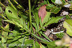 Glänzende Skabiose (Scabiosa lucida) (C312856) Glänzende Skabiose (Scabiosa lucida) (C312856)