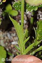 Glänzende Skabiose (Scabiosa lucida) (C312857) Glänzende Skabiose (Scabiosa lucida) (C312857)