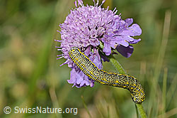 Alpenspanner (Lycia alpina, Raupe) auf Glänzender Skabiose (Scabiosa lucida) (C312885) Alpenspanner (Lycia alpina, Raupe) auf Glänzender Skabiose (Scabiosa lucida) (C312885)